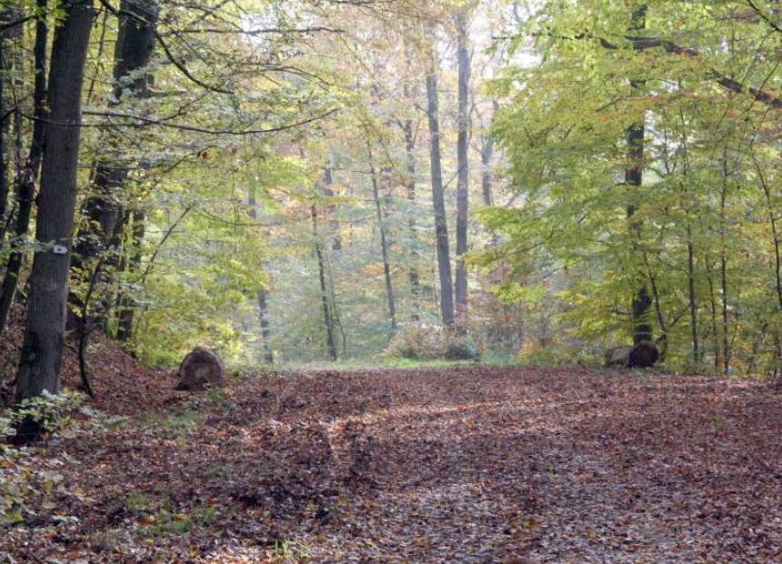 Woodland Renovation, Inc